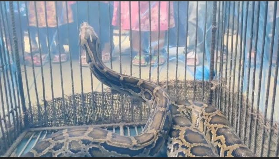 দামুড়হুদা ধানক্ষেতে হারবেস্টার মেশিনে উঠে এলো ১০ ফুট লম্বা অজগর।