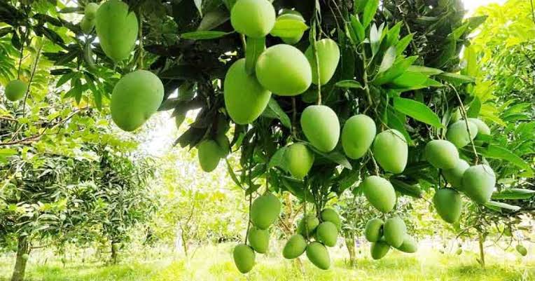 রাজশাহীতে নতুন জাতের আম কটিমন