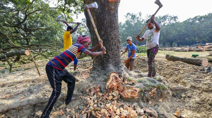 রাস্তার পাশের গাছ কেটে বসানো হচ্ছে পাইপ