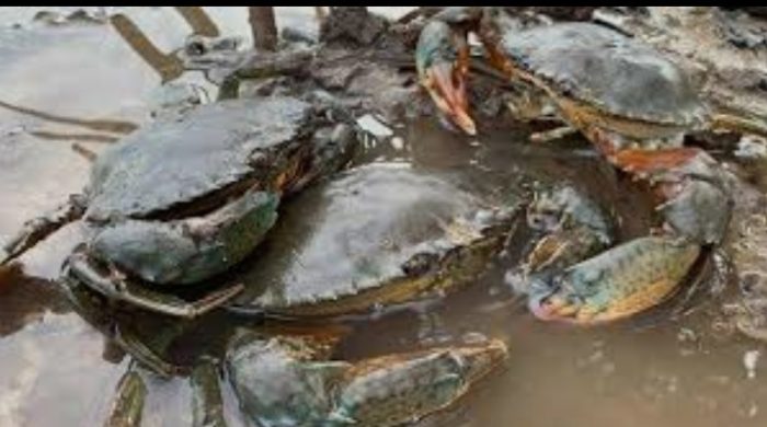 কর্ণফুলীতে কাঁকাড়া চাষে নতুন সম্ভাবনা