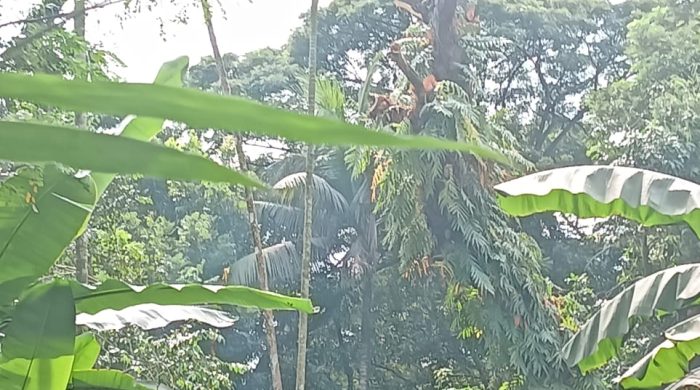 কর্ণফুলীতে জোরপূর্বক প্রতিবেশীর গাছ কেটে জায়গা দখলের অভিযোগ