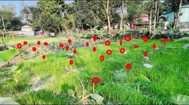 ইসলামপুরে কলাবাগান কেটে ফেলার অভিযোগ