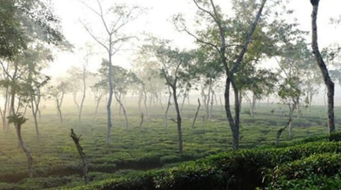 শ্রীমঙ্গলে ৪দিন ধরে দেশের সর্বনিম্ন তাপমাত্রা