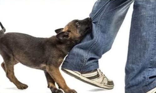 পাগলা কুকুরের কামড়ে ৫২ জন আহত