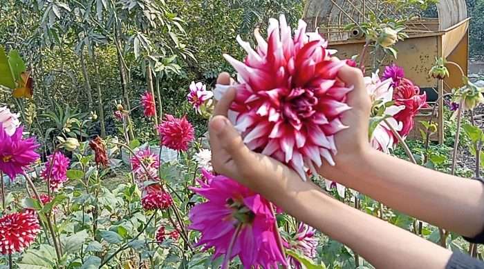 একজন সফল মহিলা উদ্যোক্তার গল্প