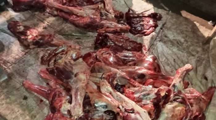 টাঙ্গাইলে গভীর রাতে ঘোড়া জবাই, চার কসাই আটক