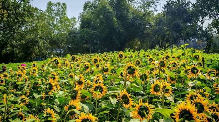 সবুজের সমারোহে হলুদের ঝলকানি