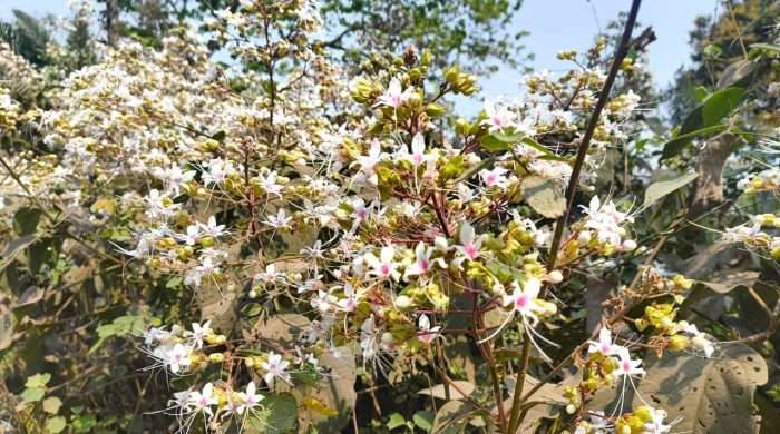ফুটেছে বুনোফুল ‘ভাট’ মুগ্ধতায় পথচারীরা