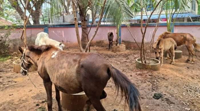 কালিয়াকৈরে ওসির বিরুদ্ধে জব্দ ঘোড়া বিক্রির  অভিযোগ, পরে সমালোচনার মুখে নিলামে বিক্রি করল প্রশাসন