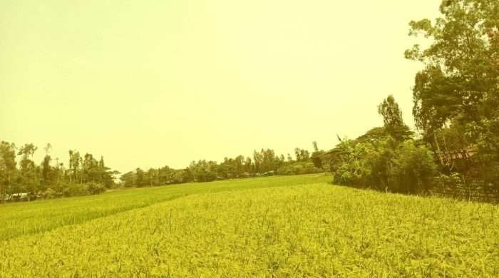 কুতুবদিয়ায় বোরো ধানের বাম্পার ফলন