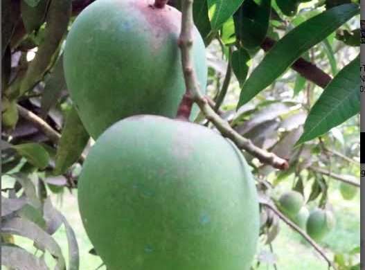 রাজশাহীতে আমের বাম্পার ফলনের আশা কৃষকের