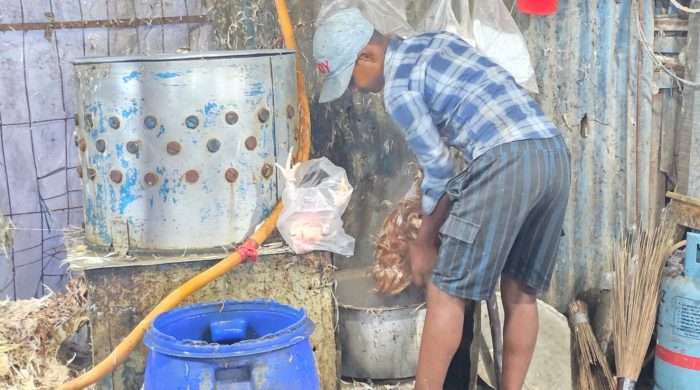 কালিয়াকৈরে এক ড্রাম কালো পানিতে সকাল থেকে সন্ধ্যা পর্যন্ত মুরগি ড্রেসিং, মানুষ ক্যান্সার জীবাণুর ঝুঁকিতে