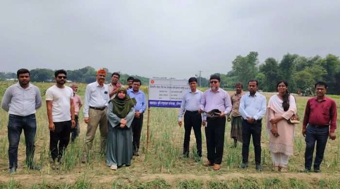 দৌলতপুরে গ্রীষ্মকালীন পেঁয়াজ ও বীজ উৎপাদনে বিপ্লব: স্বয়ংসম্পূর্ণতার লক্ষ্য