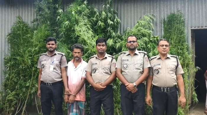 ভূঞাপুরে বাড়ির আঙিনায় পাটক্ষেতে গাঁজা চাষ