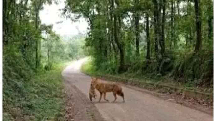 কালিয়াকৈরে শিয়ালের কামড়ে নারী- শিশুসহ আহত ২০